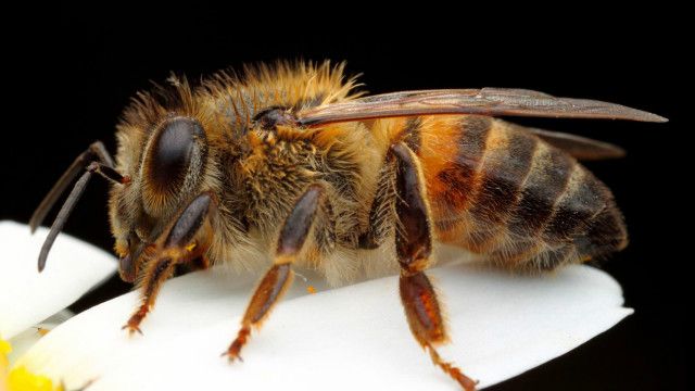 Espécie de abelha que causou tumulto em Britânia, nesta quarta-feira (Foto: Divulgação)