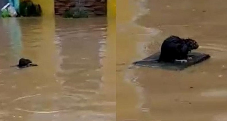 surfista vídeo Rato foge de enchente 'surfando'; assista ao vídeo