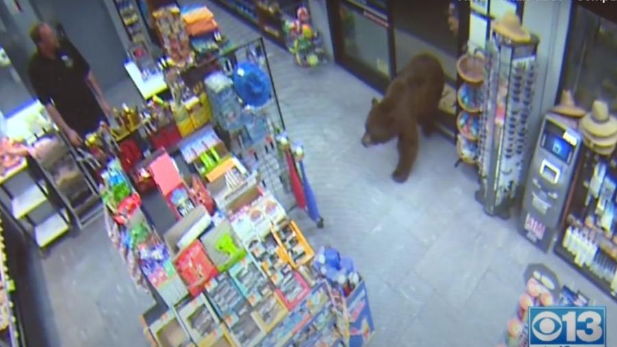 animal Urso que furtava comida em loja de posto é capturado nos EUA; vídeo