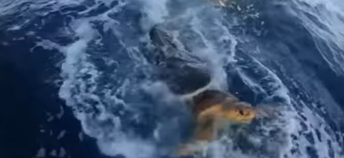 Pescadores salvam tartaruga da boca de um tubarão-tigre; vídeo