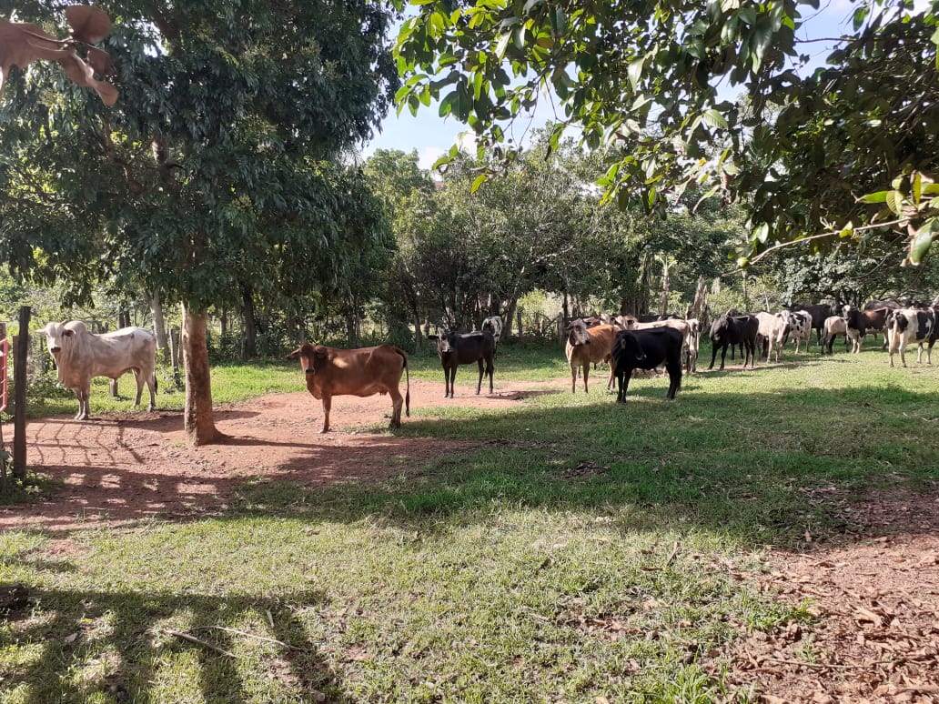 Polícia de Goiás recupera 33 cabeça de gado roubadas em Minas Gerais - militar