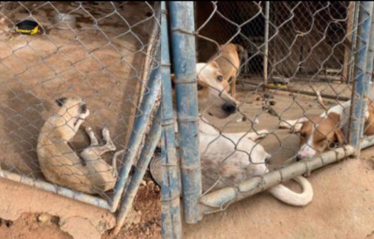 Polícia Civil resgata mais de 10 cães vítimas de maus tratos em Águas Lindas