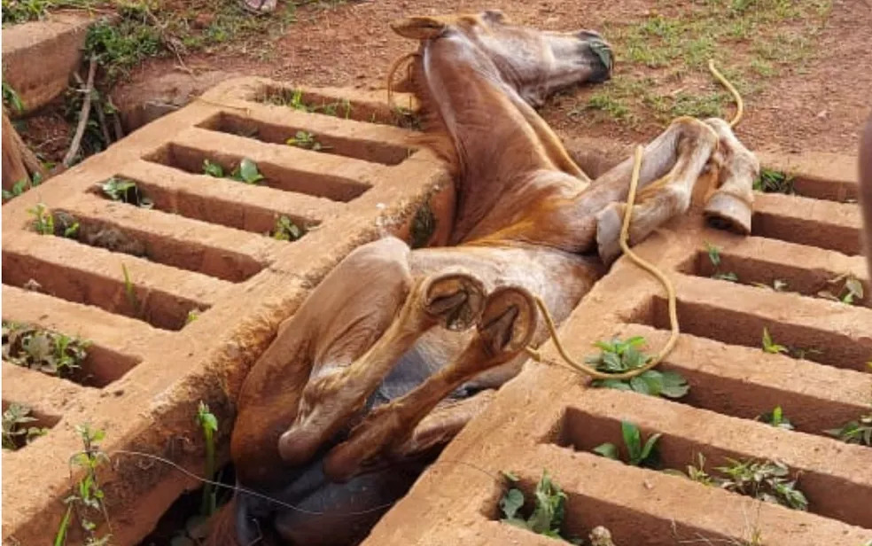 Em Anápolis, bombeiros resgatam cavalo preso em mata-burro