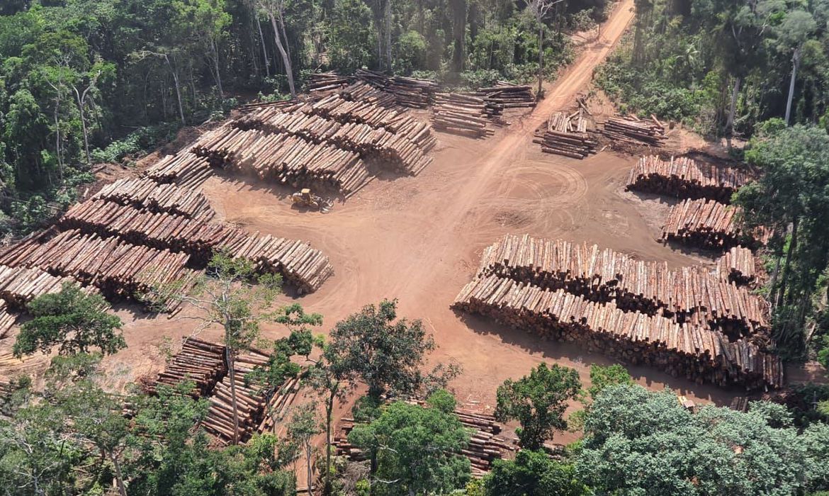 A Polícia Federal divulgou, nesta segunda-feira (21), que fez a maior apreensão de madeira nativa da história no Pará. (Foto: divulgação)