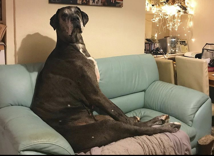 O dogue alemão Freddy, que em 2016 levou o título de maior cachorro do mundo pelo Guinness Book, morreu na quarta-feira (27), aos oito anos. (Foto: reprodução)