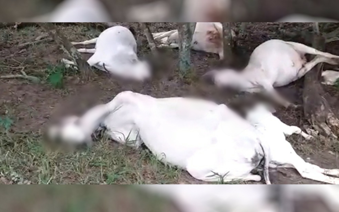 Uma descarga elétrica causou a morte de 12 vacas e 5 bezerros, na zona rural de Jataí. Foto: reprodução/TV Anhanguera