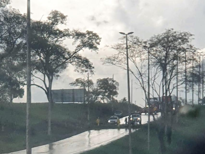 Árvore cai e deixa trânsito interditado na GO-080, em Nerópolis