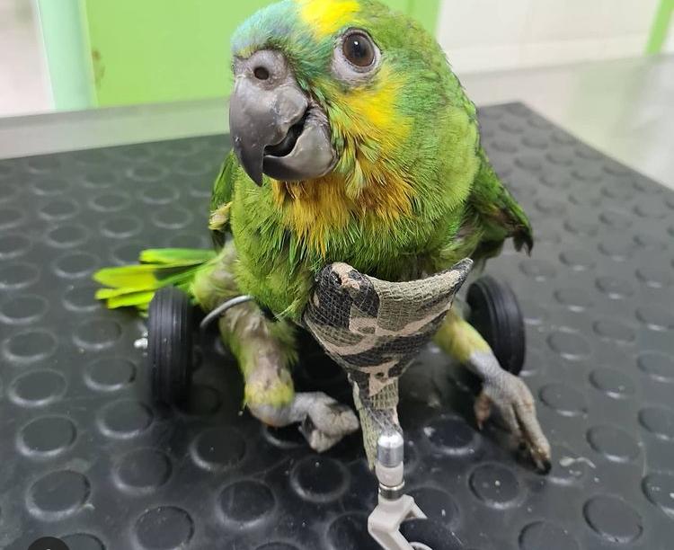 Veterinária constrói cadeira de rodas para papagaio com deformação na coluna vertebral - mefi Conheça a história do cão Baré e da arara Rosa