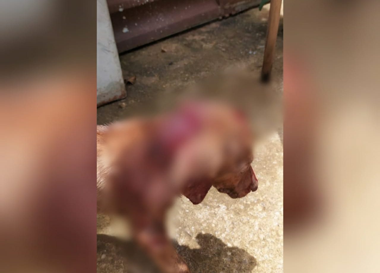 Um homem, de 58 anos, foi preso suspeito de agredir a companheira e com um cão com golpes de cadeira, em Goianápolis. (Foto: reprodução)