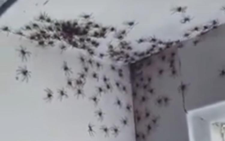 Mulher descobre ninhada com mais de 60 aranhas atrás de cortina; vídeo