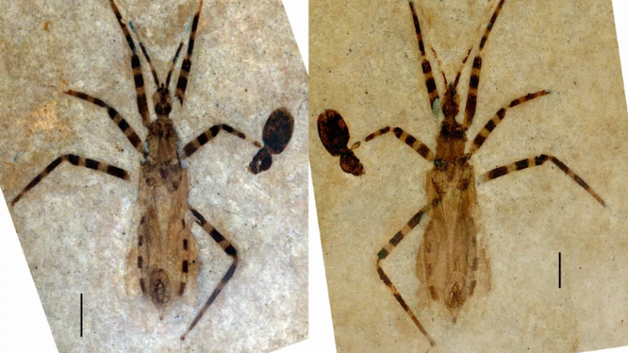 Espécie de inseto assassino é descoberta após análise de pênis fossilizado