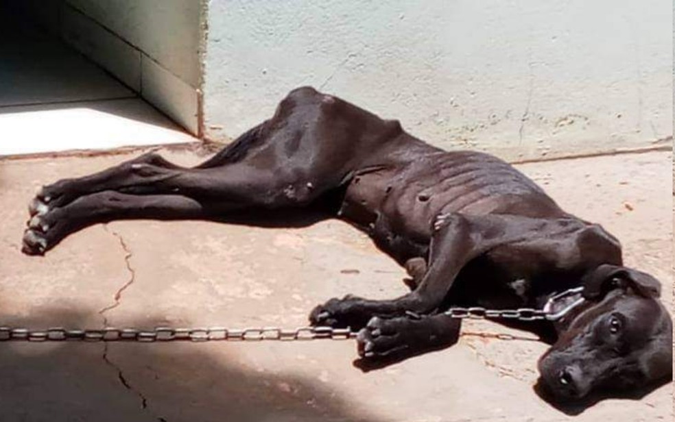 Mulher é presa suspeita de manter cadela acorrentada e sem água em Jataí