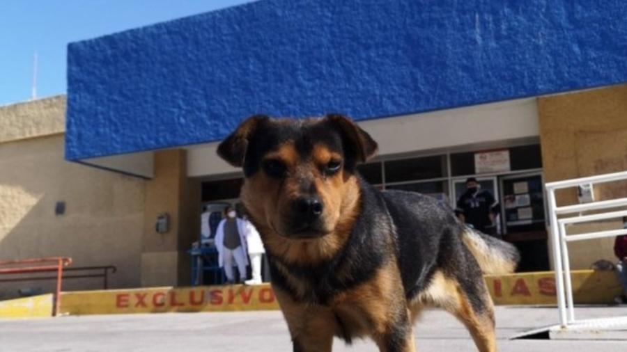 Cãozinho espera há mais de um mês por dono que morreu de covid-19 - hospital - funcionários