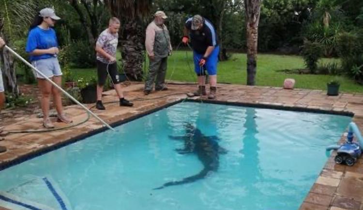 Casal se depara com crocodilo de 3 metros na piscina de casa