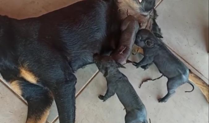 Após porca morrer, cadela adota filhotes no interior de Goiás - pantera