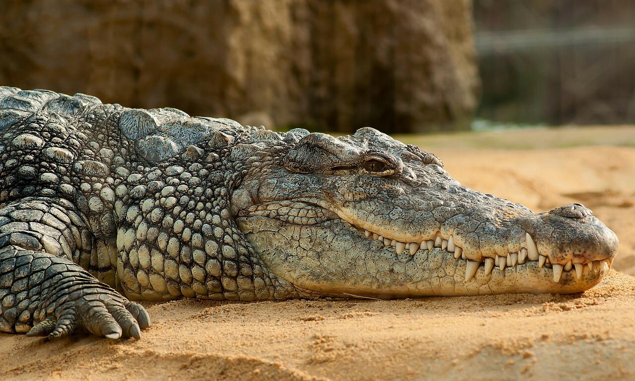 Restos humanos são encontrados em crocodilo de 4 m durante buscas na Austrália