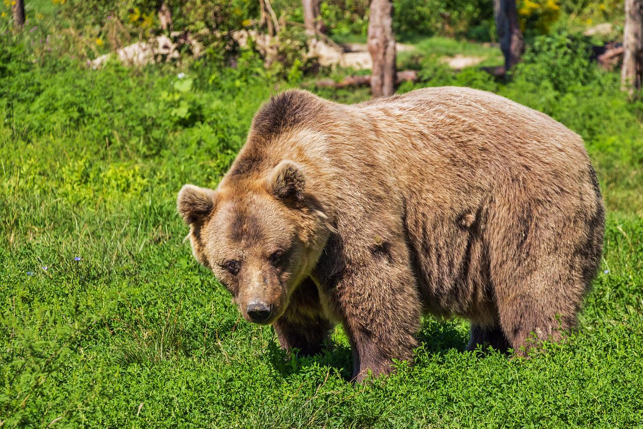 Mulher leva mordida de urso em partes íntimas ao ir em banheiro no Alasca