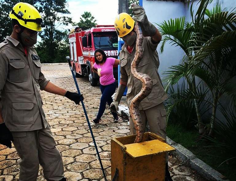 Em Porangatu, bombeiros capturam cobra de dois metros em prédio comercial