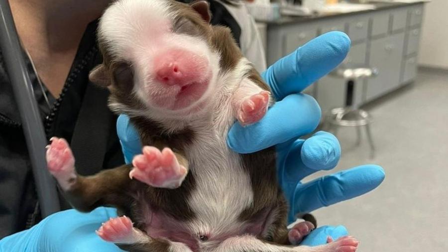 A cadelinha Skipper sobreviveu e está superando todas as expectativas de vida depois que nasceu na semana passada com seis patas e duas caudas