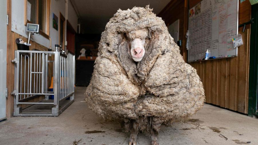 Ovelha perde 35 kg de lã após 1ª tosa em cinco anos; veja o resultado