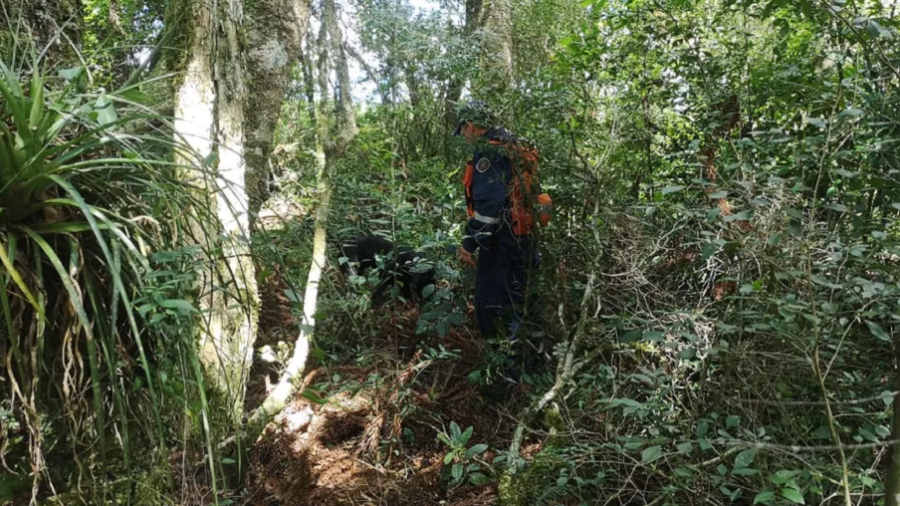 Garota de 14 anos é encontrada morta amarrada em árvore, em Santa Catarina