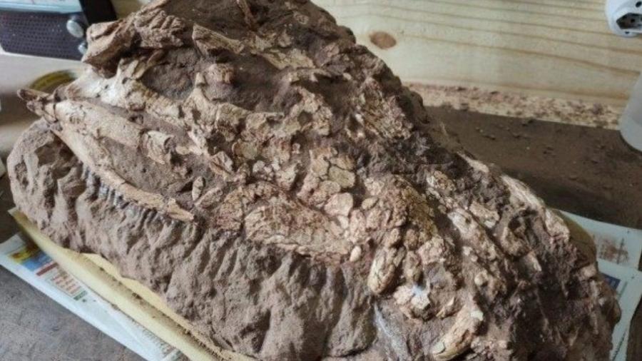 Fóssil de crocodilo que 'competia' com dinos é achado no interior de SP