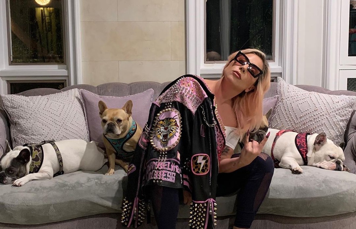 Lady Gaga recupera cachorros após oferecer recompensa de R$ 2,8 milhões Lady Gaga tem dois cachorros roubados; passeador de animais é baleado