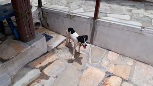 Polícia resgata filhote de cachorro vítima de maus-tratos em Pirenópolis