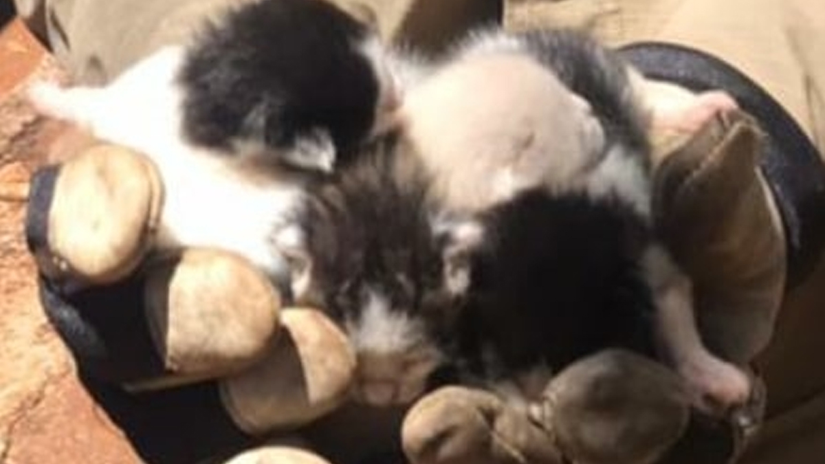 Bombeiros de Palmeiras resgatam filhotes de gatos em esgoto