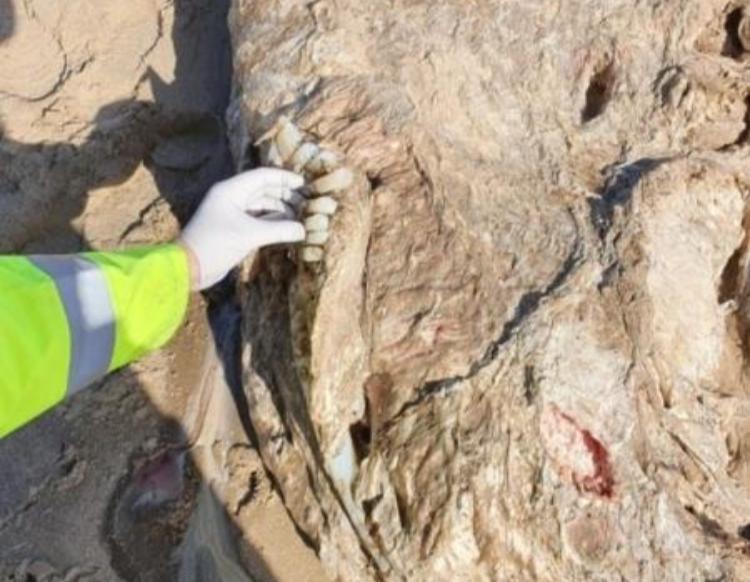 Criatura marinha misteriosa é encontrada 'sem rosto' no País de Gales - Um animal, em elevado estágio de decomposição foi encontrado