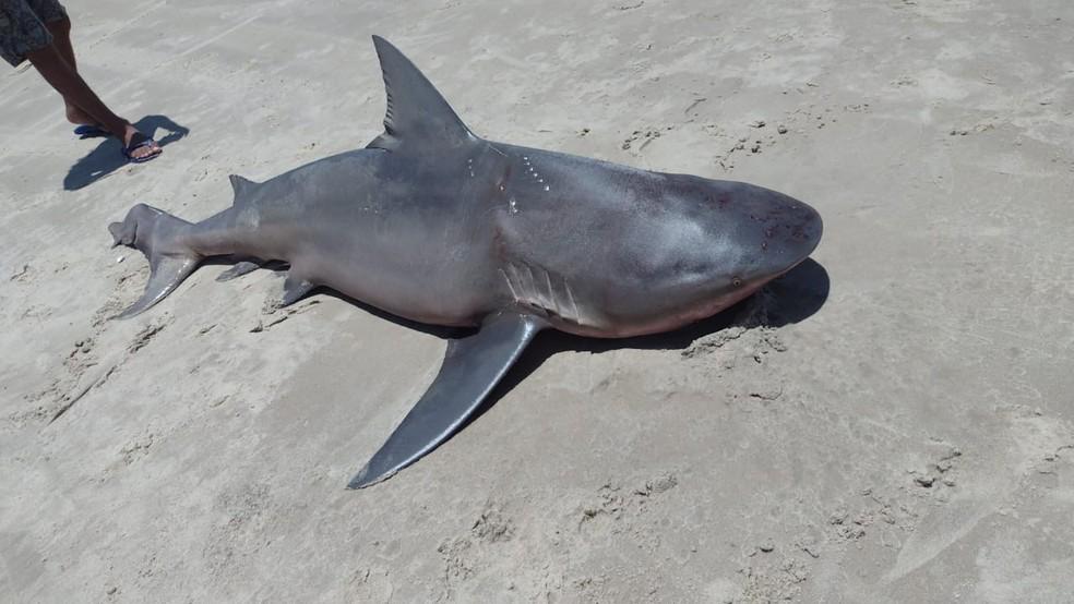 Alguns banhistas retiraram um tubarão da água, torturaram e mataram o animal na praia do Balbino, na cidade de Cascavel, no Ceará, na tarde deste domingo (14) - Banhistas retiram da água, torturam a matam tubarão no Ceará
