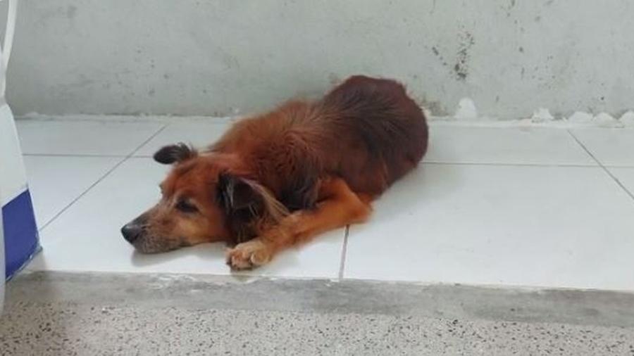 Cachorro vaga em hospital do CE à espera de dono que teria morrido no local - Um cão que circulava pelos corredores de um hospital de Fortaleza chamou a atenção de funcionários e pacientes da unidade - Cachorro vaga em hospital do CE à espera de dono que teria morrido no local