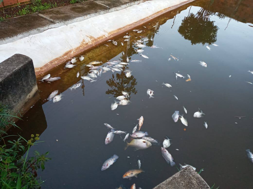 Dezenas de peixes morrem por suposta água contaminada em Leopoldo de Bulhões