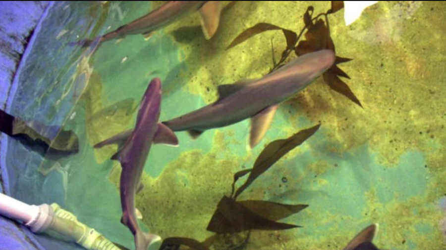Polícia encontra sete tubarões vivos em porão de traficante de animais nos EUA
