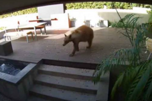Urso invade casa e é expulso por dois cachorros pequenos; vídeo
