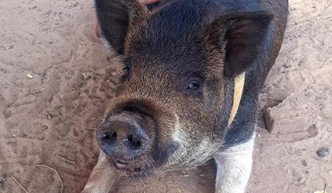 Família proibida de ter porco de estimação se muda pra criá-lo: 'Sofremos'