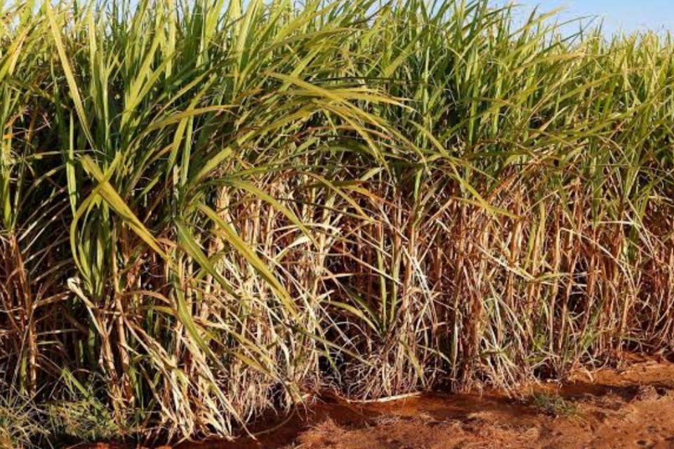 Plantação de cana de açúcar (Foto: Governo do Paraná)