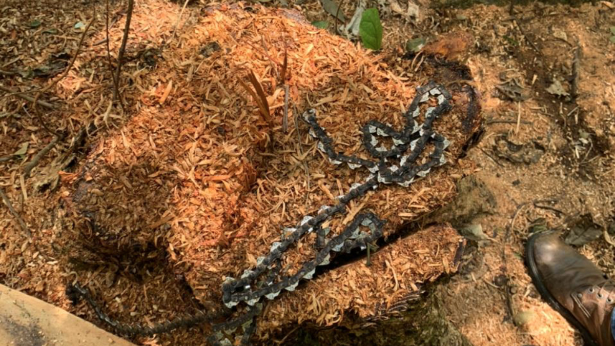 Com uso de drone, Polícia encontra árvores do cerrado desmatadas ilegalmente