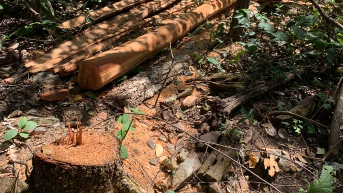 Com uso de drone, Polícia encontra árvores do cerrado desmatadas ilegalmente