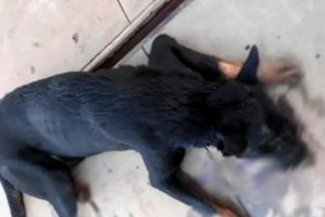 Veterinário resgata cão baleado e espancado em rua de Carmo do Rio Verde