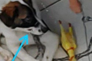Amordaçado com arame para não latir, cão é resgatado em casa, em Goiânia