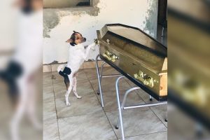 Cachorro chora e fica ao lado do caixão de dona durante velório em Camaçari (BA)