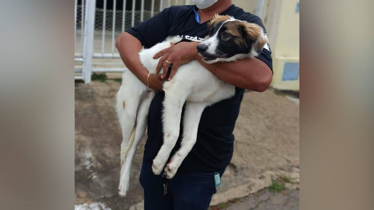 Amordaçado com arame para não latir, cão é resgatado em casa, em Goiânia (Foto: 