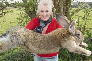 Maior coelho do mundo é roubado do jardim de ex-coelhinha da Playboy