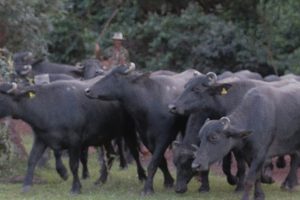 Em Cavalcante, Kalungas barram búfalos em fazenda dentro do sítio histórico