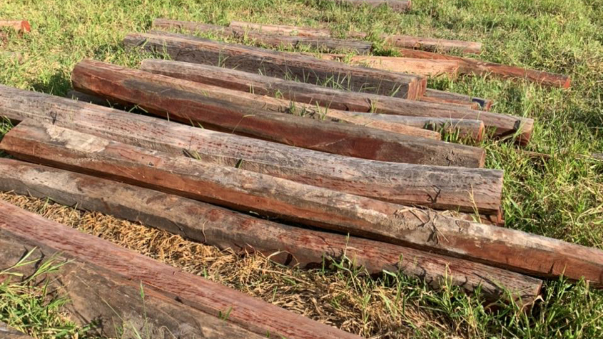 No local, árvores nativas do cerrado, como aroeiras e angicos, ambas árvores consideradas medicinais, haviam sido cortadas.