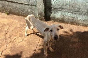Sem comer por dias, cão é resgatado de situação de maus-tratos, em Morrinhos
