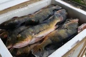 Polícia apreende 1 tonelada de peixes sem documentação fiscal, na BR-060