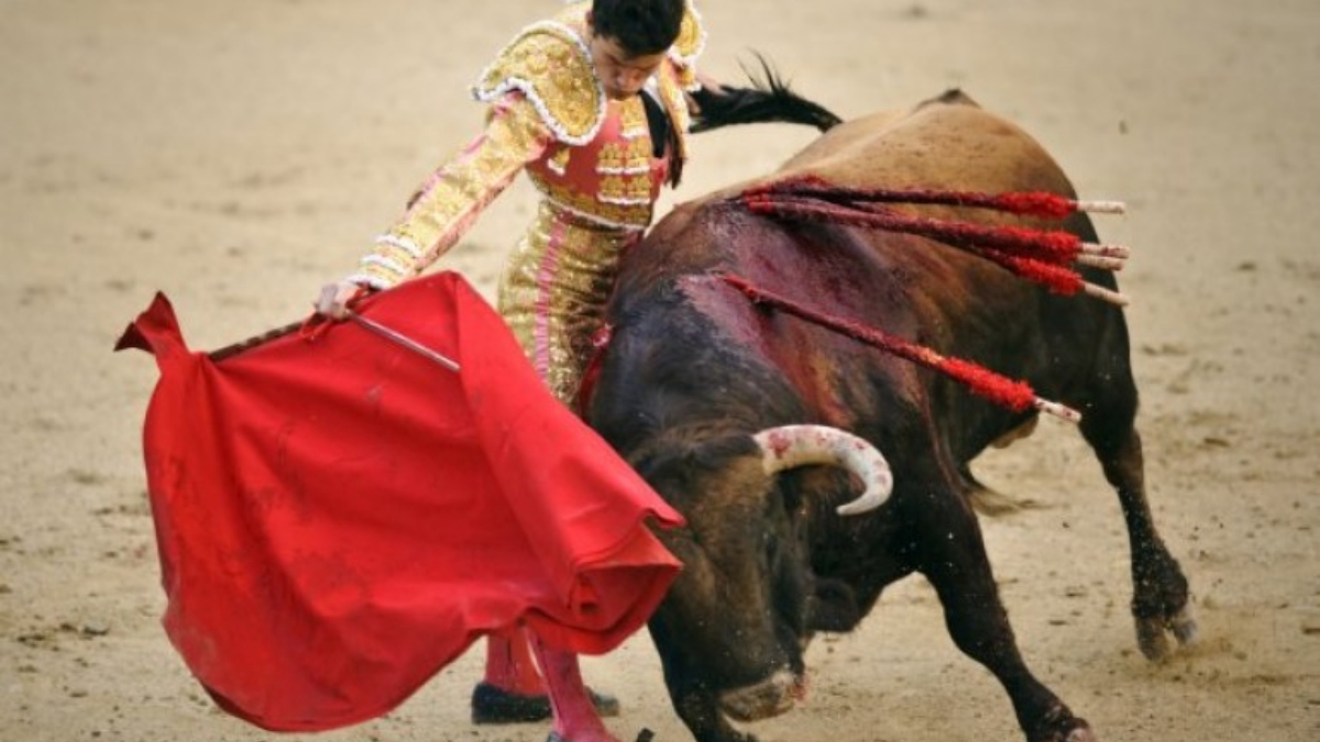 Impacto da Covid em touradas gera ameaça ambiental na Espanha, diz setor -  17/04/2021 - Mundo - Folha