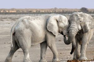 Afetado pela covid, Zimbábue libera caça e 500 elefantes podem ser mortos